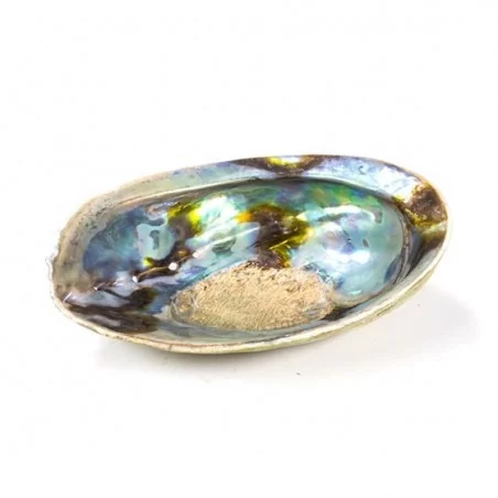 Räucherschale Regenbogen Abalone Haliotis Iris